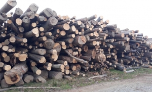 Одузети дрвни шумски сортименти на подручју Кнежева...