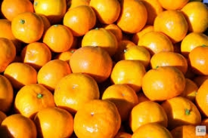 Републичка инспекција забранила увоз нове пошиљке мандарина из Турске...